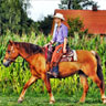 photo_verkaufspferde_thumb_1
