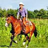 photo_verkaufspferde_thumb_1