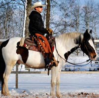 photo_verkaufspferde_large_1