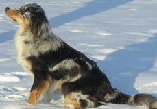 Bailey