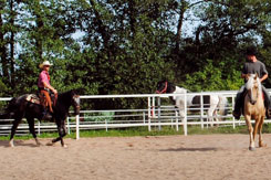four horses